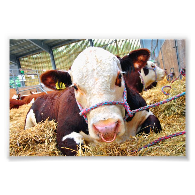 Pedigree Hereford Cow Cattle Photo Print (Front)
