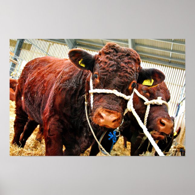 Pedigree Red Ruby Devon Cow Poster (Front)