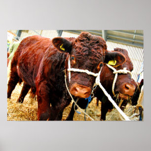 Pedigree Red Ruby Devon Cow Poster