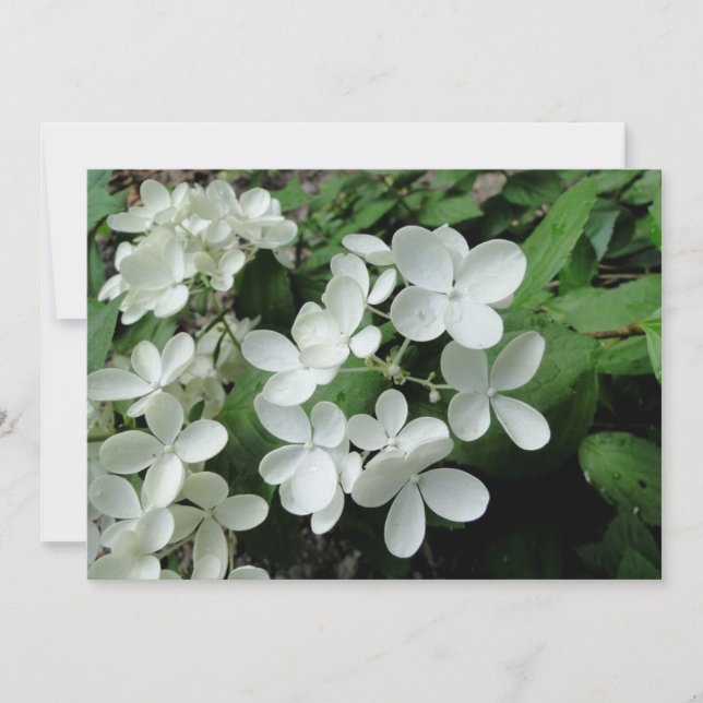 Pee Gee Hydrangea Flowers Monogrammed Blank Note Card (Front)