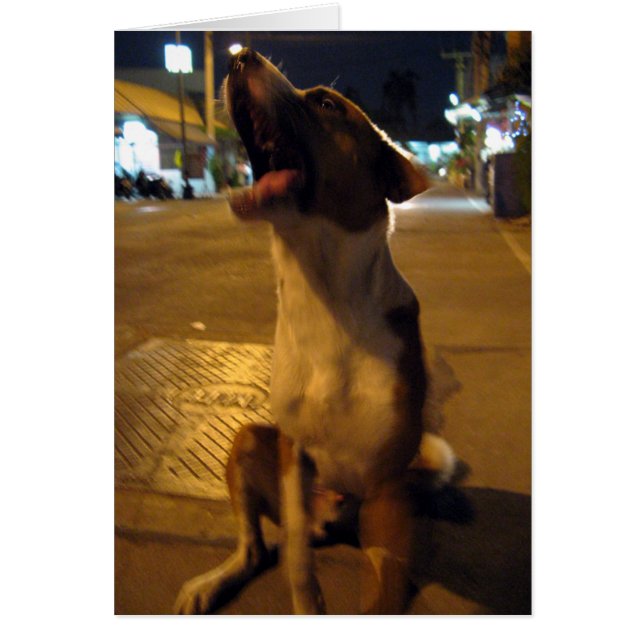 Pee Mai ... Soi Dog, Thailand (Front)