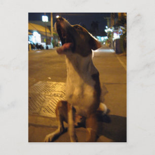 Pee Mai  ... Soi Dog, Thailand Postcard