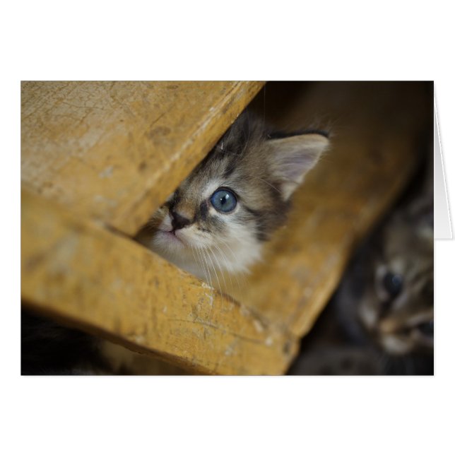 Peek-A-Boo (Front Horizontal)