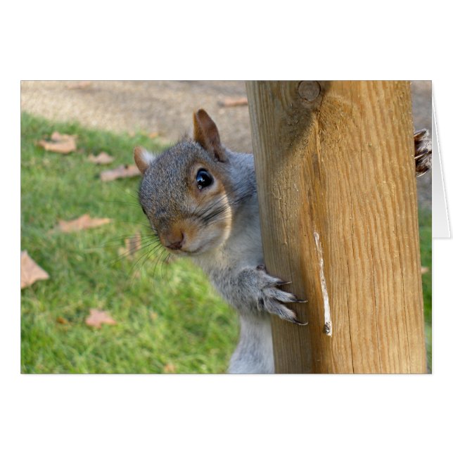 Peek-a-Boo! (Front Horizontal)