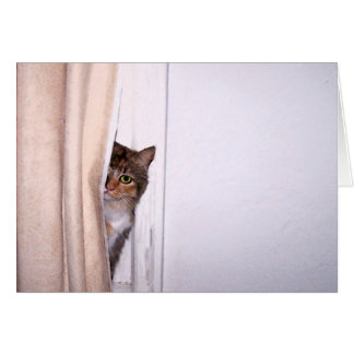 Peek-a-Boo Cat