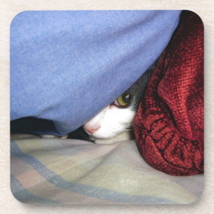 Peek a Boo Coaster