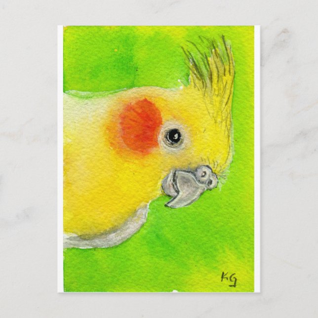 Peek-a-boo Cockatiel Postcard (Front)