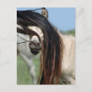 Peek-a-Boo Colt Postcard