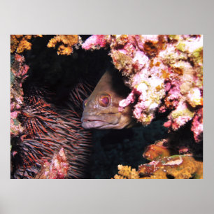 Peek a Boo Grouper Poster