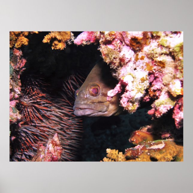 Peek a Boo Grouper Poster (Front)