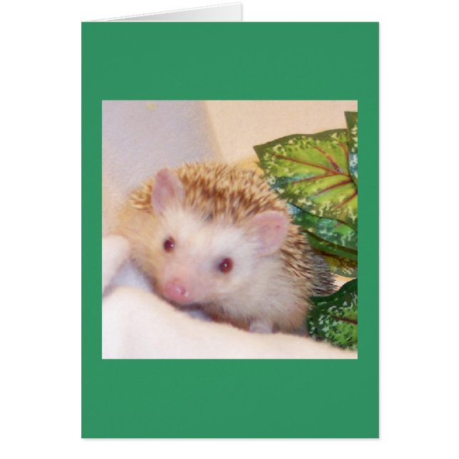 Peek a boo hedgehog (Front)