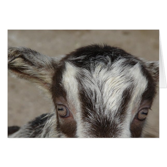 Peek-A-Boo I See You (Front Horizontal)