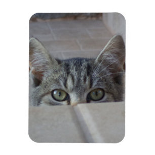 Peek-a-boo kitten magnet