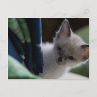 Peek-a-Boo Kitten Postcard