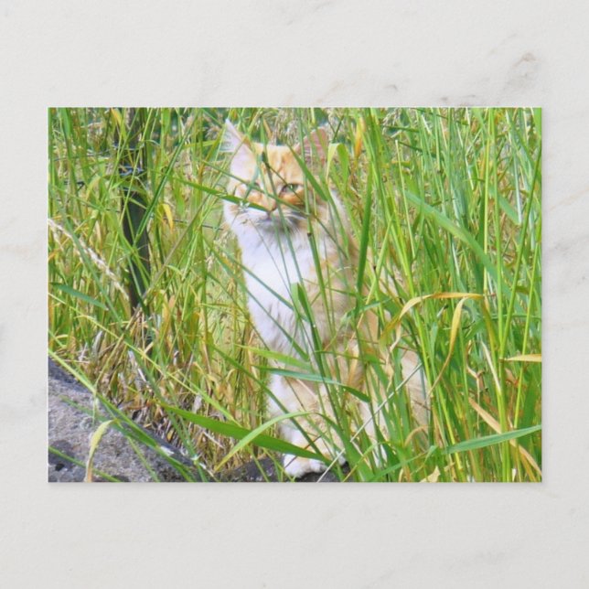 Peek-a-boo kitty postcard (Front)