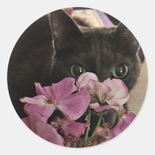 Peek-a-Boo Kitty Stickers