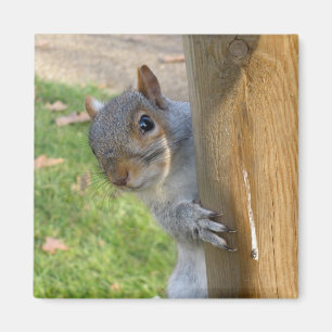Peek-a-Boo! Magnet