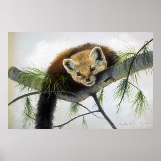 Peek-a-boo, Pine Marten Poster (Front)