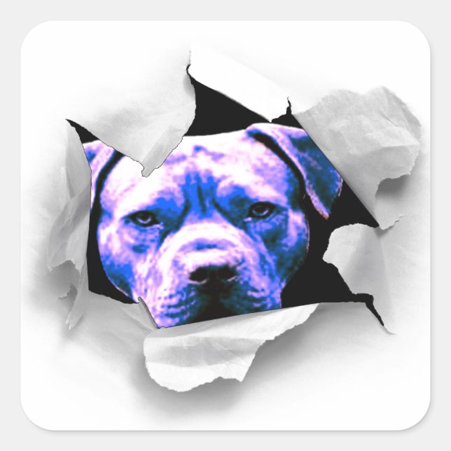 Peek A Boo Pit Bull Square Sticker (Front)