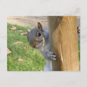 Peek-a-Boo! Postcard