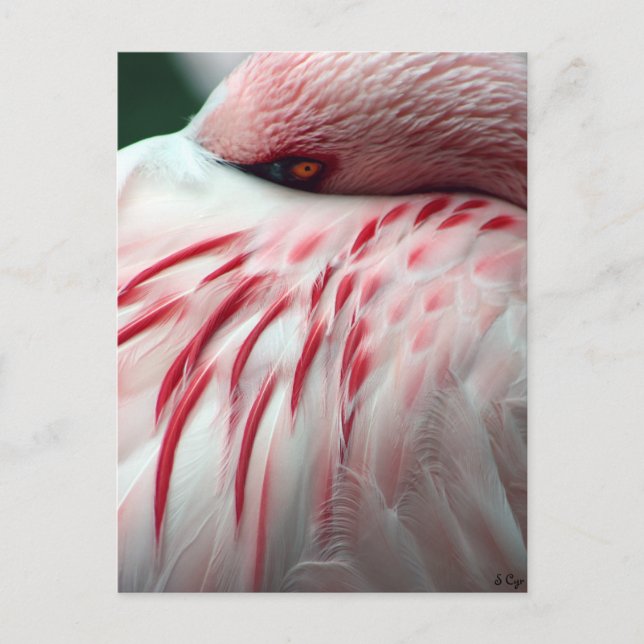 Peek a Boo Postcard (Front)