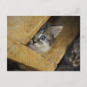 Peek-A-Boo Postcard