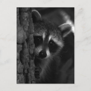 Peek-a-Boo Racoon Postcard
