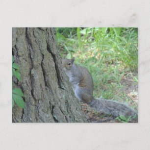 Peek A Boo Squirrel - Postcard