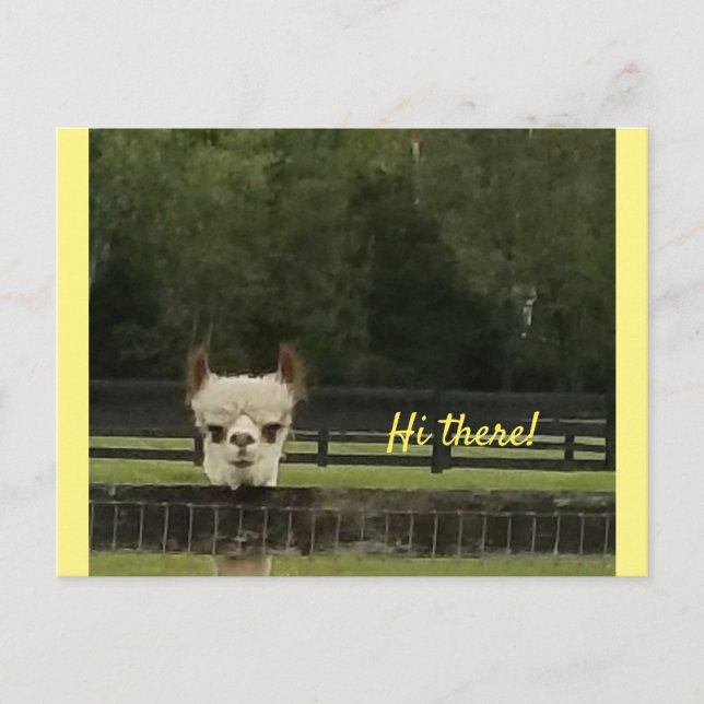 Peekaboo alpaca  postcard (Front)