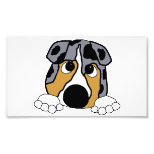 peeking blue merle aussie photo print