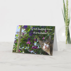 Peeking Cat Christmas Card