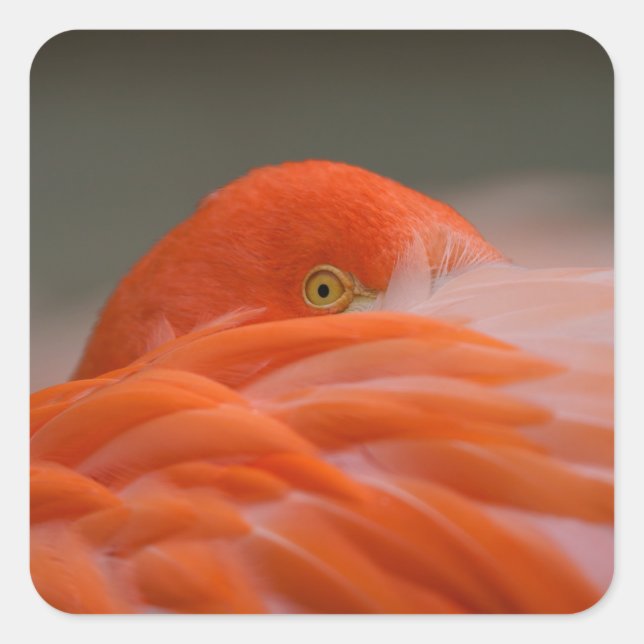 Peeking Flamingo Square Sticker (Front)