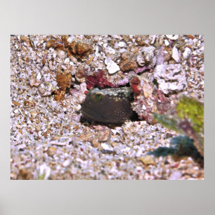 Peeking Goby Poster