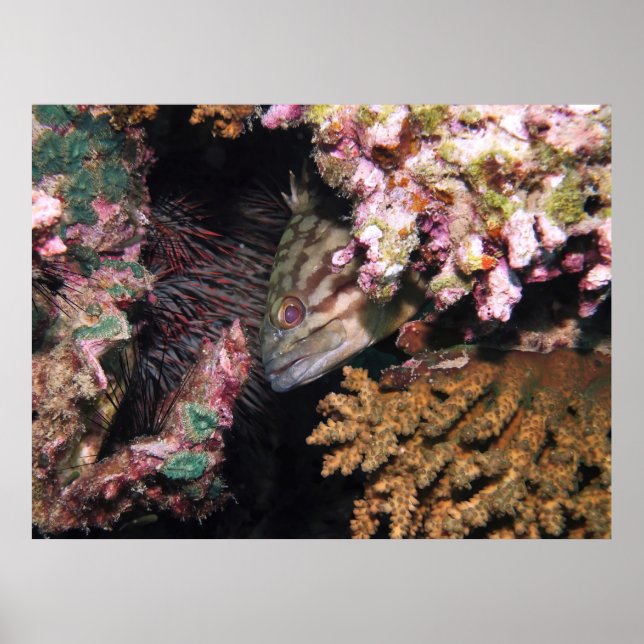 Peeking Grouper Poster (Front)