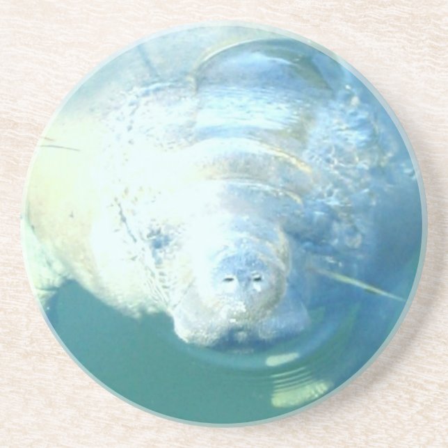 Peeking Manatee  Coaster (Front)
