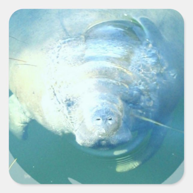 Peeking Manatee  Sticker (Front)