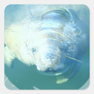 Peeking Manatee  Sticker