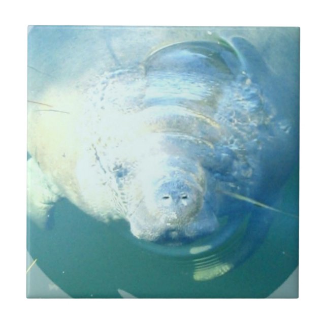 Peeking Manatee  Tile (Front)