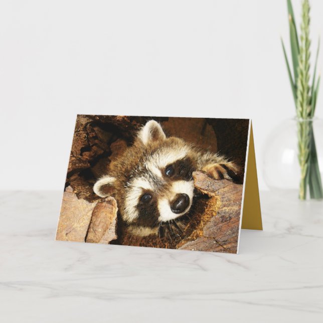 Peeking Racoon kit,  Nature's comedian. Thank You Card (Front)