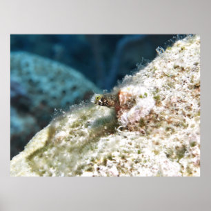 Peeking Secretary Blenny Poster