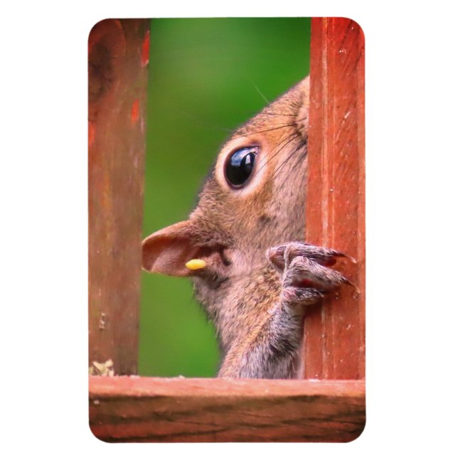 Peeking Squirrel Magnet (Vertical)