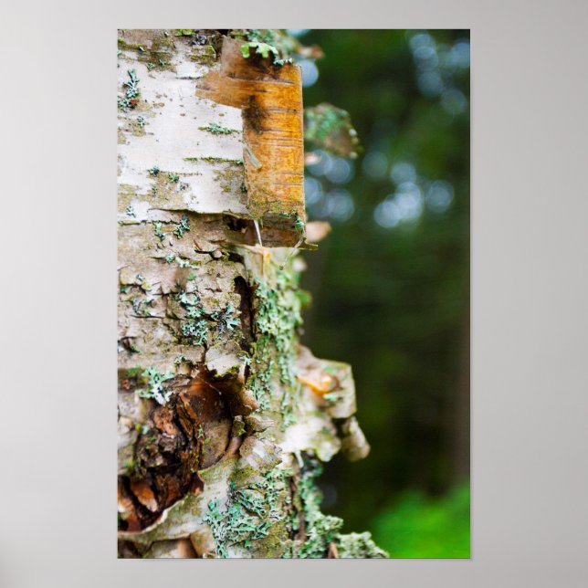 Peeling Birch Tree, Maine Poster (Front)