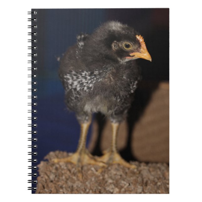 Peep Notebook (Front)