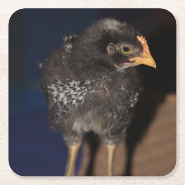 Peep Square Paper Coaster (Front)
