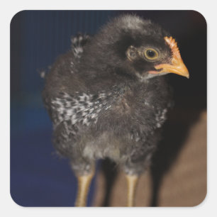 Peep Square Sticker