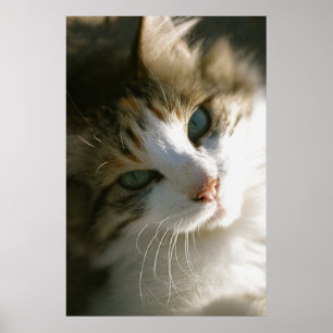 Peep the Calico Tiger Cat Poster