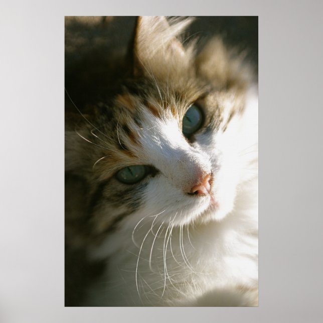 Peep the Calico Tiger Cat Poster (Front)