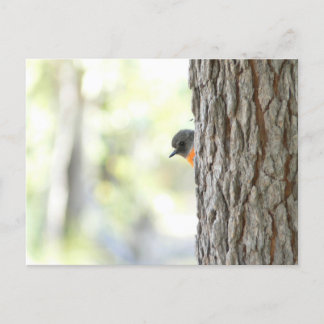 Peeping Bush Robin Card