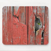 Peeping Tom Cat