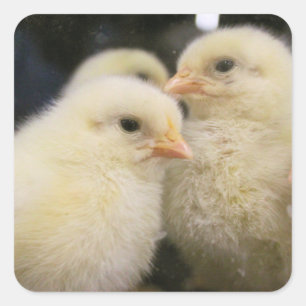 Peeps square sticker